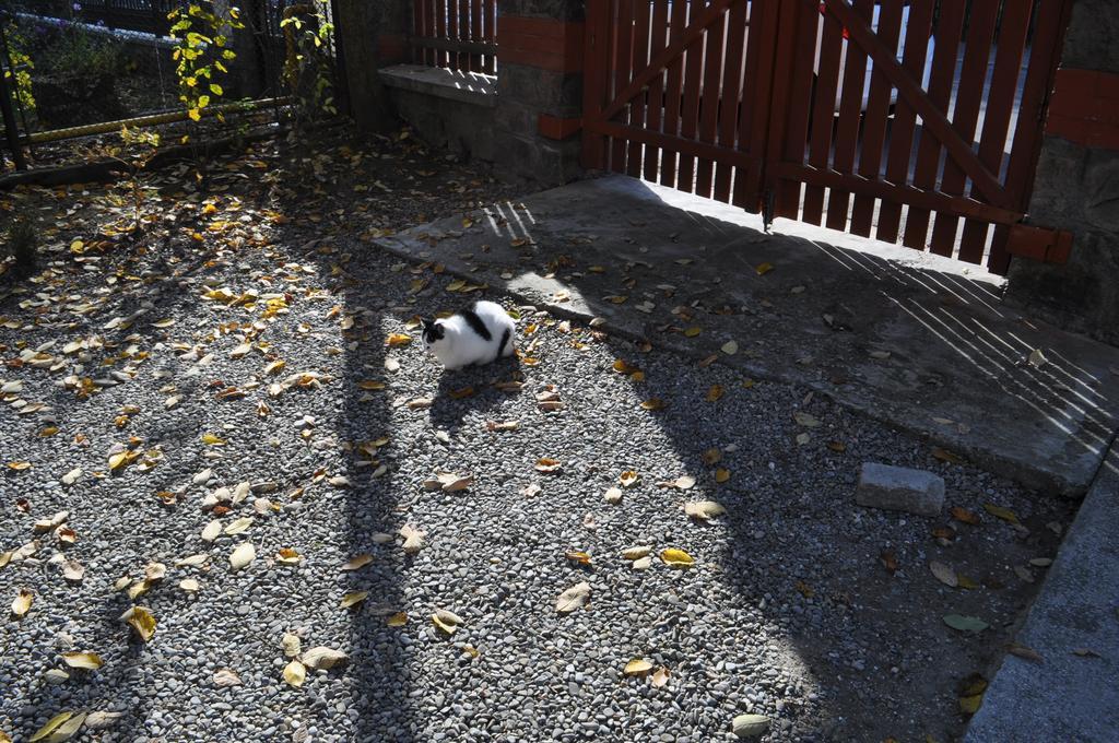Pensiunea Micsunica Sinaia Exteriör bild